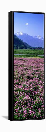 Lotus Flowers Nagano Japan-null-Framed Stretched Canvas