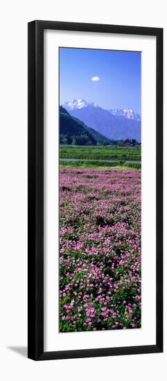 Lotus Flowers Nagano Japan-null-Framed Photographic Print