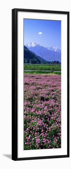Lotus Flowers Nagano Japan-null-Framed Photographic Print