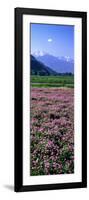 Lotus Flowers Nagano Japan-null-Framed Photographic Print