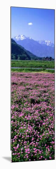 Lotus Flowers Nagano Japan-null-Mounted Photographic Print