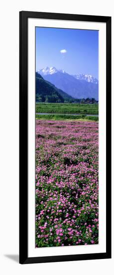 Lotus Flowers Nagano Japan-null-Framed Photographic Print