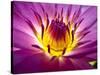 Lotus, Fresh Color, with Yellow Stamens of the Lotus Flower-Baitong-Stretched Canvas