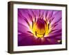 Lotus, Fresh Color, with Yellow Stamens of the Lotus Flower-Baitong-Framed Photographic Print