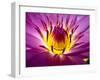 Lotus, Fresh Color, with Yellow Stamens of the Lotus Flower-Baitong-Framed Photographic Print