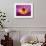 Lotus, Fresh Color, with Yellow Stamens of the Lotus Flower-Baitong-Framed Photographic Print displayed on a wall