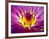 Lotus, Fresh Color, with Yellow Stamens of the Lotus Flower-Baitong-Framed Photographic Print