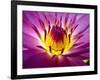 Lotus, Fresh Color, with Yellow Stamens of the Lotus Flower-Baitong-Framed Photographic Print