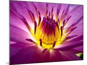 Lotus, Fresh Color, with Yellow Stamens of the Lotus Flower-Baitong-Mounted Photographic Print