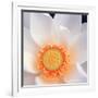 Lotus I-Jim Christensen-Framed Photo