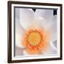 Lotus I-Jim Christensen-Framed Photo