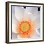 Lotus I-Jim Christensen-Framed Photographic Print