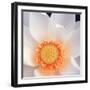 Lotus I-Jim Christensen-Framed Photographic Print