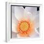 Lotus I-Jim Christensen-Framed Photographic Print