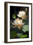 Lotus I-Vivienne Dupont-Framed Art Print