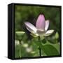 Lotus in flower in garden, Vendee, France-Loic Poidevin-Framed Stretched Canvas