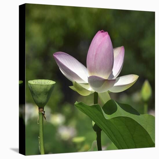 Lotus in flower in garden, Vendee, France-Loic Poidevin-Stretched Canvas