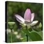 Lotus in flower in garden, Vendee, France-Loic Poidevin-Stretched Canvas