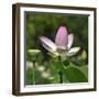 Lotus in flower in garden, Vendee, France-Loic Poidevin-Framed Photographic Print