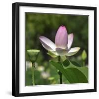 Lotus in flower in garden, Vendee, France-Loic Poidevin-Framed Photographic Print