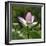 Lotus in flower in garden, Vendee, France-Loic Poidevin-Framed Photographic Print