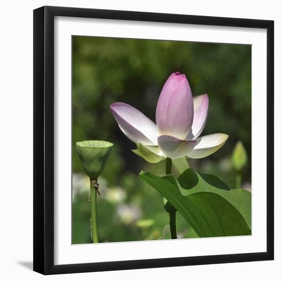 Lotus in flower in garden, Vendee, France-Loic Poidevin-Framed Photographic Print