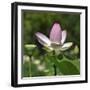 Lotus in flower in garden, Vendee, France-Loic Poidevin-Framed Photographic Print