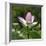 Lotus in flower in garden, Vendee, France-Loic Poidevin-Framed Photographic Print