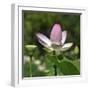 Lotus in flower in garden, Vendee, France-Loic Poidevin-Framed Photographic Print