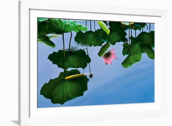 Lotus In Reflection-Nhiem Hoang The-Framed Giclee Print
