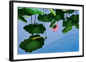 Lotus In Reflection-Nhiem Hoang The-Framed Giclee Print