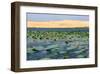 Lotus Lake and White Sand Dunes near Mui Ne, Dong Nam Bo, Vietnam-null-Framed Art Print