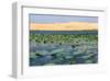 Lotus Lake and White Sand Dunes near Mui Ne, Dong Nam Bo, Vietnam-null-Framed Art Print