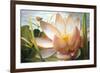 Lotus Landing-Elizabeth Horning-Framed Giclee Print