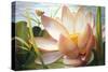 Lotus Landing-Elizabeth Horning-Stretched Canvas