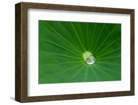 Lotus leaf, Fujian Province, China-Keren Su-Framed Photographic Print