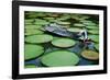 Lotus Leaves At Dong Thap-Nhiem Hoang The-Framed Giclee Print