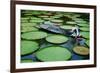 Lotus Leaves At Dong Thap-Nhiem Hoang The-Framed Giclee Print