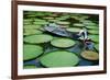 Lotus Leaves At Dong Thap-Nhiem Hoang The-Framed Giclee Print