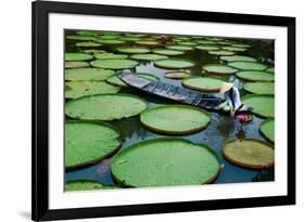 Lotus Leaves At Dong Thap-Nhiem Hoang The-Framed Giclee Print