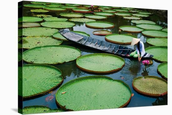 Lotus Leaves At Dong Thap-Nhiem Hoang The-Stretched Canvas