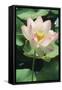 Lotus Lily World-Wide as Exotic-null-Framed Stretched Canvas