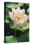 Lotus Lily World-Wide as Exotic-null-Stretched Canvas