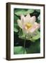 Lotus Lily World-Wide as Exotic-null-Framed Photographic Print