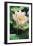 Lotus Lily World-Wide as Exotic-null-Framed Photographic Print