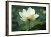 Lotus Lily-null-Framed Giclee Print