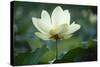 Lotus Lily-null-Stretched Canvas