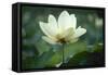 Lotus Lily-null-Framed Stretched Canvas