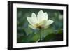 Lotus Lily-null-Framed Giclee Print