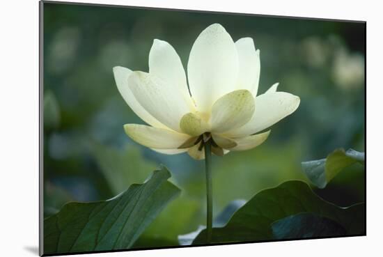 Lotus Lily-null-Mounted Giclee Print